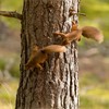 Red Squirrel (Sciurus vulgaris)  two animals chasing each other around pine trunk